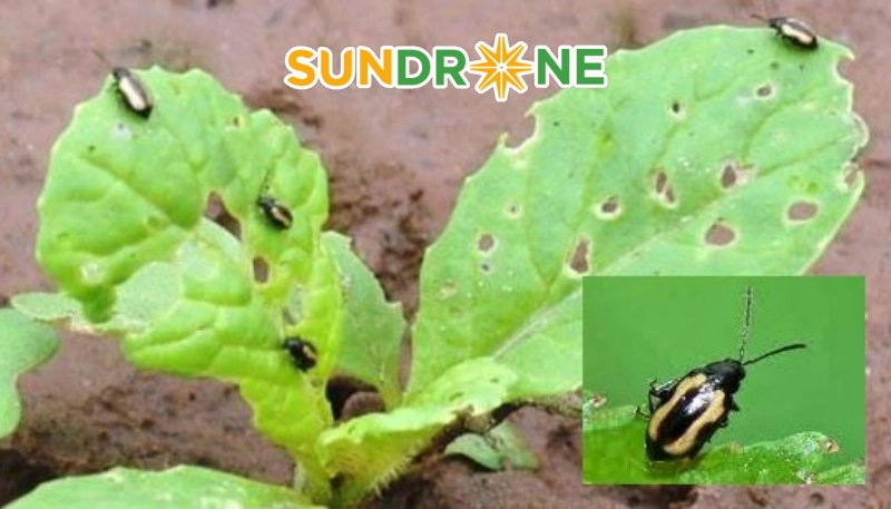 Các phương pháp kiểm soát bọ nhảy hiệu quả