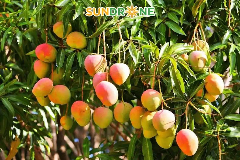 Lưu ý quan trọng khi chăm sóc xoài sau khi điều trị bệnh