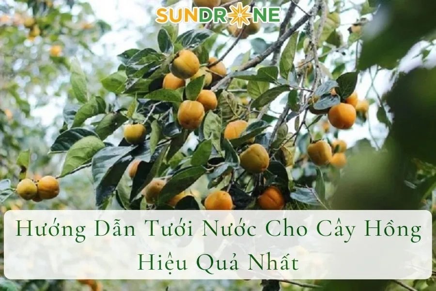 Hướng Dẫn Tưới Nước Cho Cây Hồng Hiệu Quả Nhất