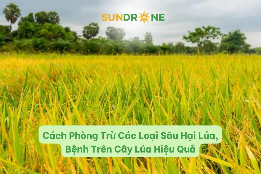 Cách Phòng Trừ Các Loại Sâu Hại Lúa, Bệnh Trên Cây Lúa Hiệu Quả