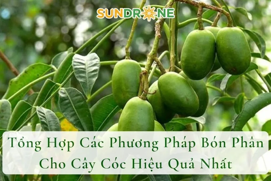 Tổng Hợp Các Phương Pháp Bón Phân Cho Cây Cóc Hiệu Quả Nhất