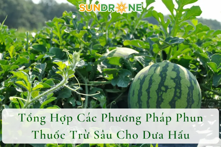 Tổng Hợp Các Phương Pháp Phun Thuốc Trừ Sâu Cho Dưa Hấu