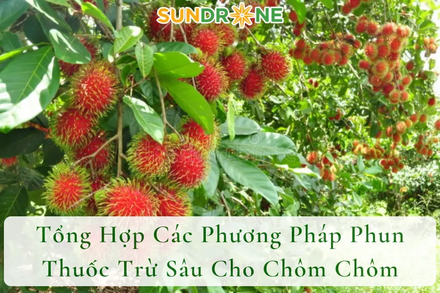 Tổng Hợp Các Phương Pháp Phun Thuốc Trừ Sâu Cho Chôm Chôm