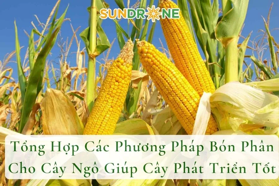 Tổng Hợp Các Phương Pháp Bón Phân Cho Cây Ngô Giúp Cây Phát Triển Tốt